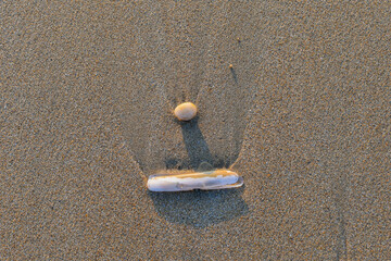Coquillage et galet abandonnés sur le sable par la marée