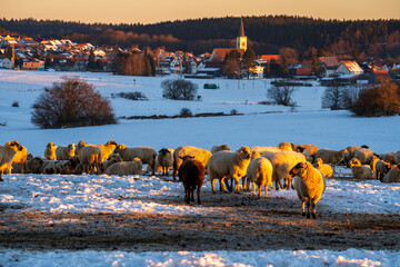 Oberes Donaubergland im Winter