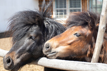 Two young ponies behind the fence on the farm.