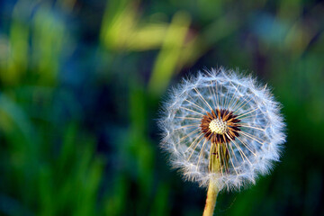 Dandelion