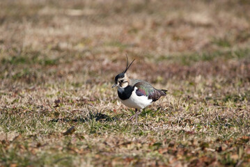 草原を歩き回るタゲリ