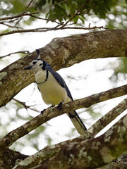 The white-throated magpie-jay, Calocitta formosa, sits in dense branches. Costa Rica