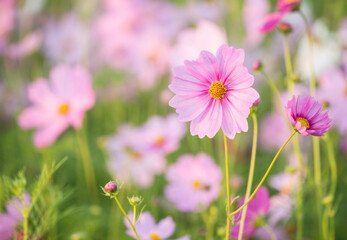 Cosmos flowers in the garden , Lumphum province Thailand.