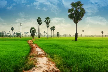 Fototapeten Beautiful new day in country, Palmyra Palm tree or sugar palm tree(Asian palmyra palm or Brab or Doub or Fan or Lontar or Toddy or Tala or Wine) in the rice field and blue sky at Phitsanulok Thailand. © kridsada