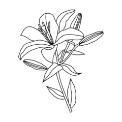 Vector line drawing of flower lily. Isolation illustration on a white background