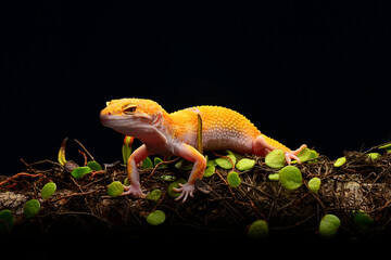 The smiley of leopard gecko