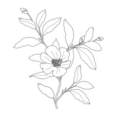 Vector line drawing of magnolia flower. Isolation illustration on a white background.