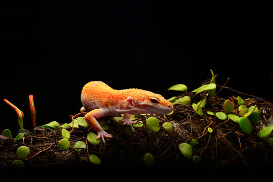 The Smiley of Leopard Gecko