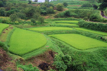 rice field in island