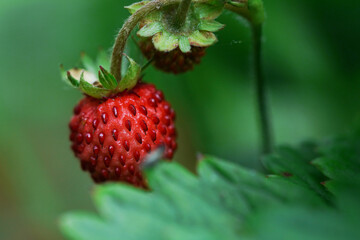 Ripe strawberry growing on the branch between leaves outdoors in summer