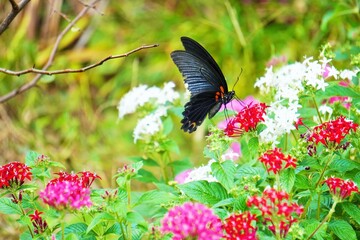 Fototapeta premium 赤いペンタスの花の蜜を吸う烏揚羽