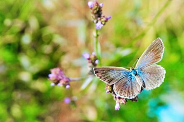 ヤナギハナガサの紫色の花に羽を広げてとまるシジミチョウのアップ