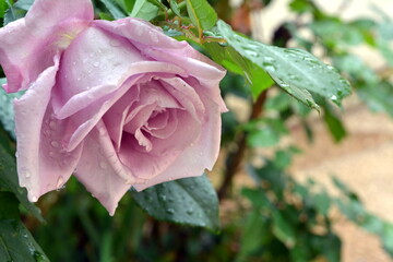 Beautiful delicate rose flower with dew drops.