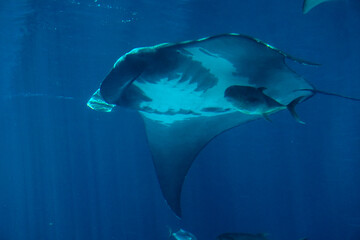 Manta ray