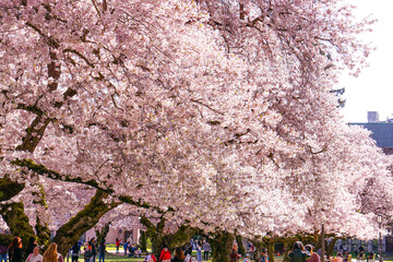 cherry blossoms