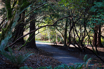 morning in the forest