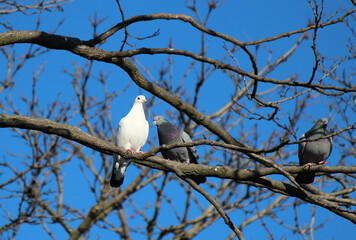 love courtship in the world of birds.