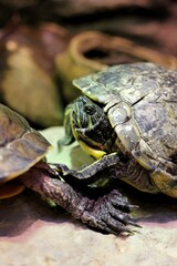 Obraz premium turtle on the rocks