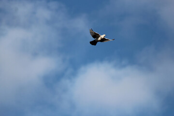 bird in free flight against the blue sky