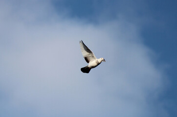bird in free flight against the blue sky