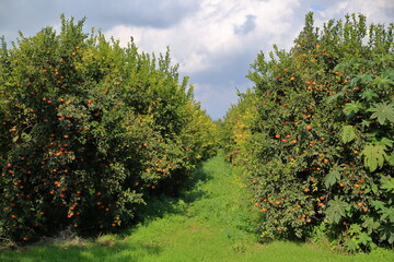Fototapeta na wymiar Mandarine orchard in Cyprus