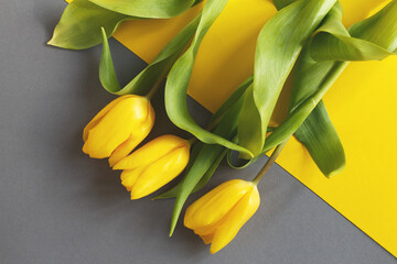 Obraz premium Yellow tulips on yellow and gray background. View from above.