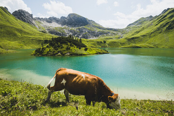 Kuh steht an einem See mit blauem Wasser in den Bergen Alpen 