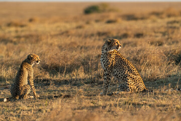 Cheetahs in Kenya