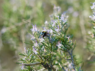 resh Rosemary Herb grow outdoor. Rosemary leaves Close-up.