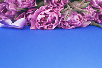 purple flowers tulips on blue background with copy space