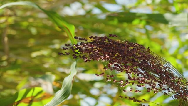 Growing proso millet in agriculture. Plant of Panicum Miliaceum, commonly known as Proso Millet or Common Millet. Ripening brush of millet proso in the field. Vertical video