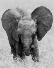 Black and white Baby elephant 