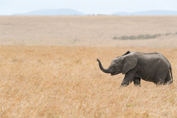 Baby elephant in Kenya