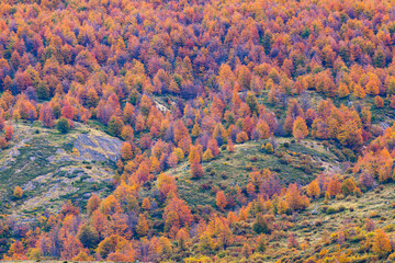 Lenga beech forest in Patagonia in autumn colors