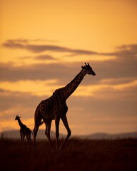 Giraffe silhouette in Kenya