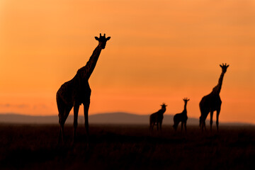 Fototapeta na wymiar Giraffe silhouette in Kenya