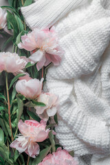 Pink peonies on white knitted blanket . Romantic fashion and flowers concept. Top view.