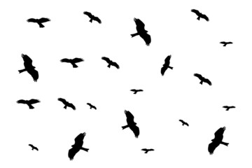 silhouette of falcons flying. falcons silhouette illustration.