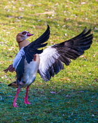 Egyptian goose spreading wings on green grass