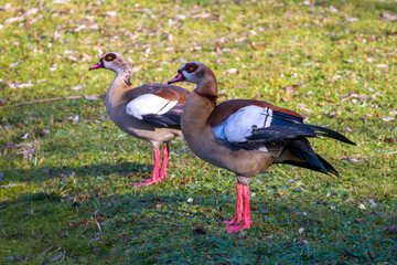 Two egyptian geese standing on grass