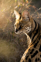 Serval cat portrait in Kenya
