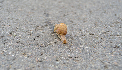 Big garden snail in shell crawling on wet road