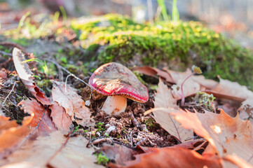 Seta en el castañar