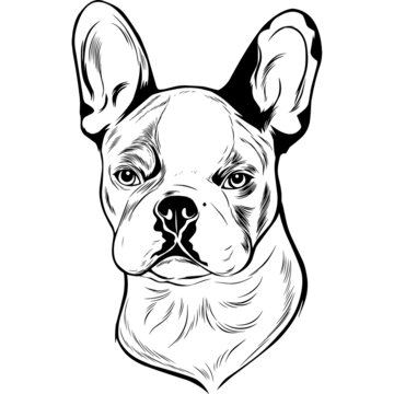 French Bulldog Dog Head Potrait Vector on a White Background
