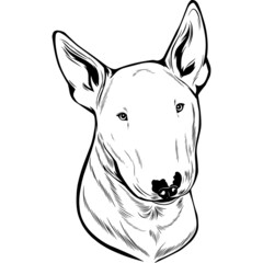 Bull Terrier Dog Head Potrait Vector on a White Background