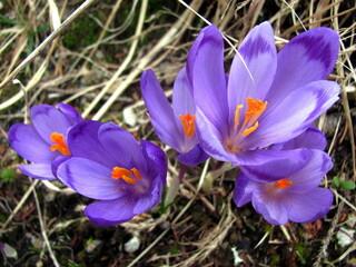 Fototapeta premium Geifel Saffron (Crocus heuffelianus)