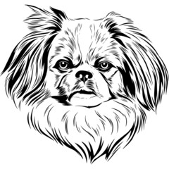 pekingese Dog Head Potrait Vector on a White Background