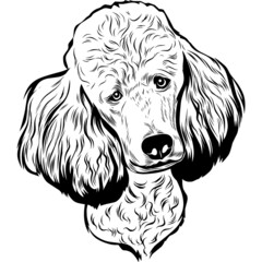 Poodle Dog Head Potrait Vector on a White Background