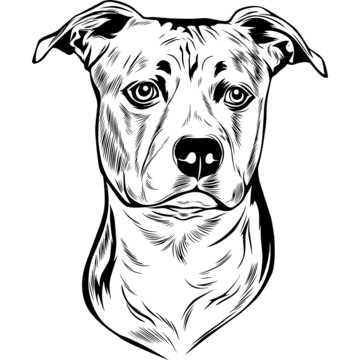 American Staffordshire Terrier Dog Head Potrait Vector on a White Background