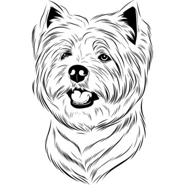 West Highland White Terrier Dog Head Potrait Vector on a White Background